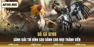 Kinh Nghiệm Cá Cược Siêu Đỉnh Cùng Nhà Cái AF88 Năm 2026