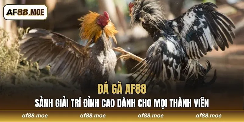 Đá Gà AF88 Sảnh Giải Trí Đỉnh Cao Dành Cho Mọi Thành Viên