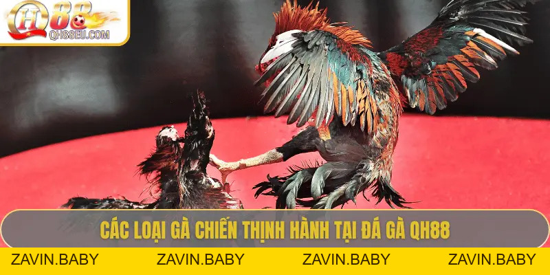 Đá Gà QH88 – Trải Nghiệm Cá Cược Sôi Động Cho Người Chơi Đam Mê