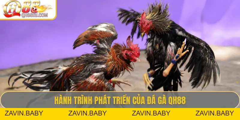 Đá Gà QH88 – Trải Nghiệm Cá Cược Sôi Động Cho Người Chơi Đam Mê