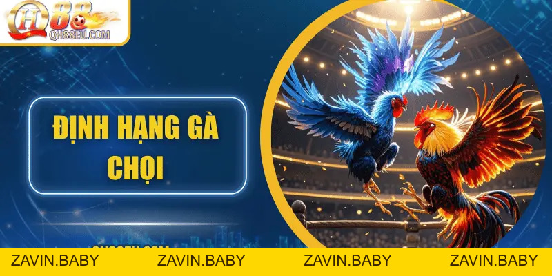 Định Hạng Gà Chọi – Bí Quyết Nhận Biết Đẳng Cấp Chiến Kê Cùng QH88