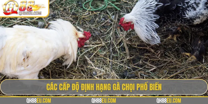 Định Hạng Gà Chọi – Bí Quyết Nhận Biết Đẳng Cấp Chiến Kê Cùng QH88