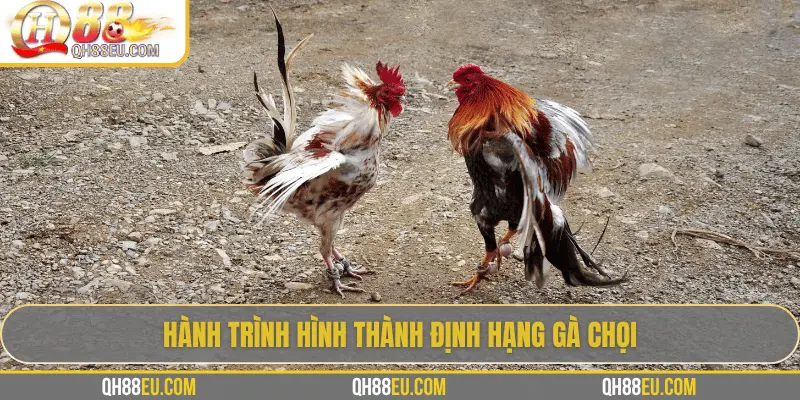 Định Hạng Gà Chọi – Bí Quyết Nhận Biết Đẳng Cấp Chiến Kê Cùng QH88