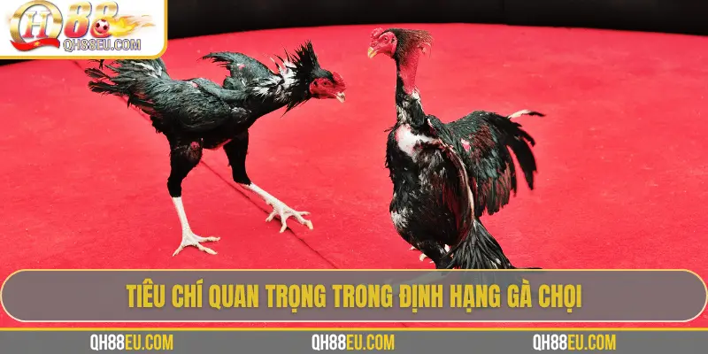 Định Hạng Gà Chọi – Bí Quyết Nhận Biết Đẳng Cấp Chiến Kê Cùng QH88