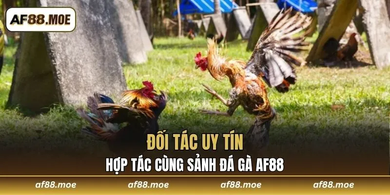 Đá Gà AF88 Sảnh Giải Trí Đỉnh Cao Dành Cho Mọi Thành Viên