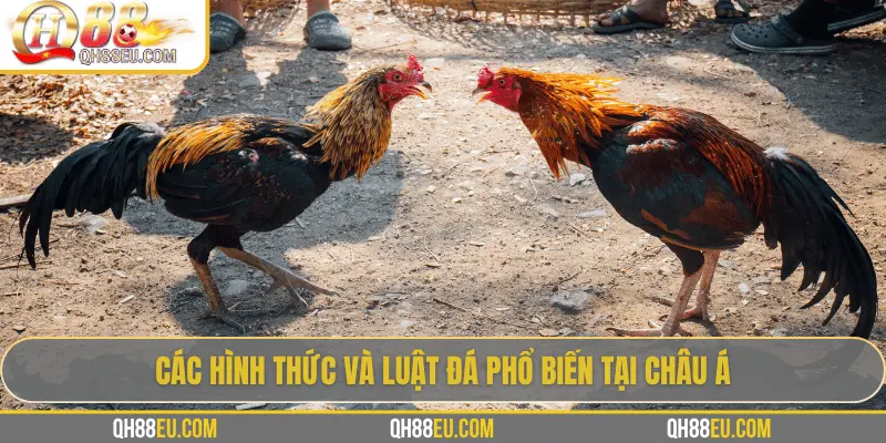 QH88 Chia Sẻ Luật Đá Gà Chuẩn Nhất Cho Người Chơi
