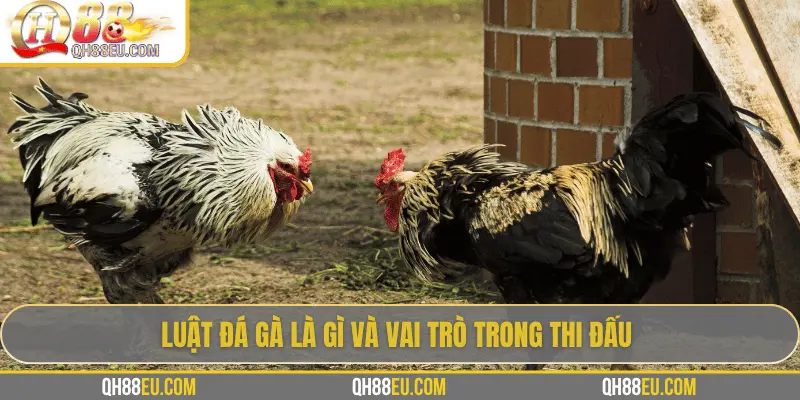 QH88 Chia Sẻ Luật Đá Gà Chuẩn Nhất Cho Người Chơi