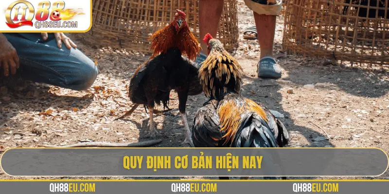 QH88 Chia Sẻ Luật Đá Gà Chuẩn Nhất Cho Người Chơi