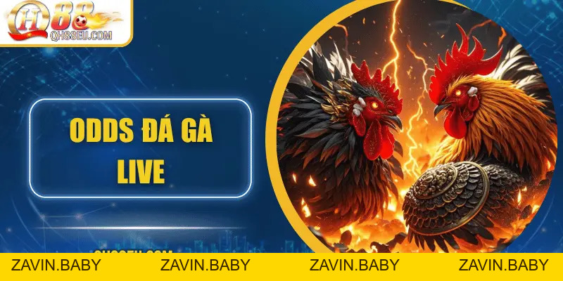 Odds Đá Gà Live – Cập Nhật Tỷ Lệ Chuẩn Xác Siêu Lợi Nhuận Tại QH88