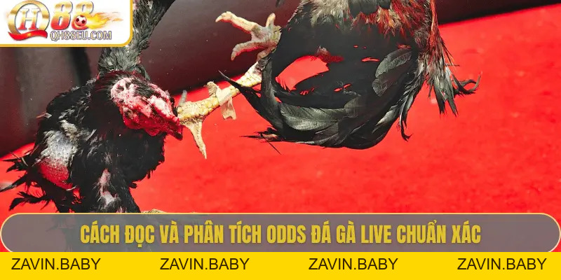Odds Đá Gà Live – Cập Nhật Tỷ Lệ Chuẩn Xác Siêu Lợi Nhuận Tại QH88