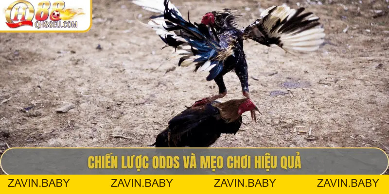 Odds Đá Gà Live – Cập Nhật Tỷ Lệ Chuẩn Xác Siêu Lợi Nhuận Tại QH88