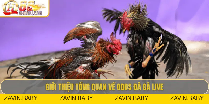 Odds Đá Gà Live – Cập Nhật Tỷ Lệ Chuẩn Xác Siêu Lợi Nhuận Tại QH88