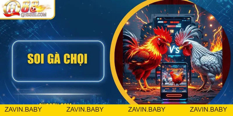 Hướng Dẫn Soi Gà Chọi – Nghệ Thuật Chọn Chiến Kê Giúp Thắng Lớn Tại QH88