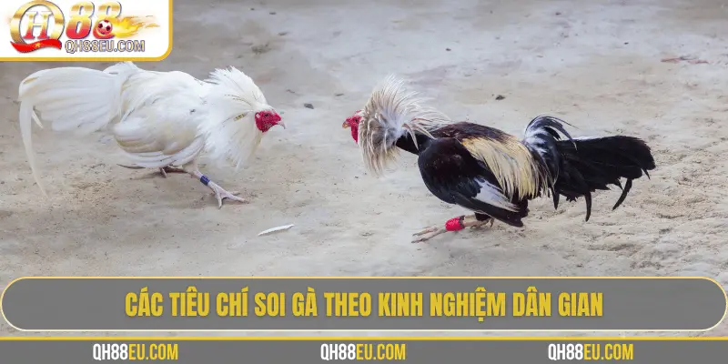 Hướng Dẫn Soi Gà Chọi – Nghệ Thuật Chọn Chiến Kê Giúp Thắng Lớn Tại QH88