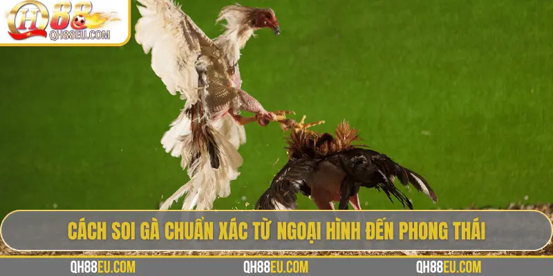 Hướng Dẫn Soi Gà Chọi – Nghệ Thuật Chọn Chiến Kê Giúp Thắng Lớn Tại QH88