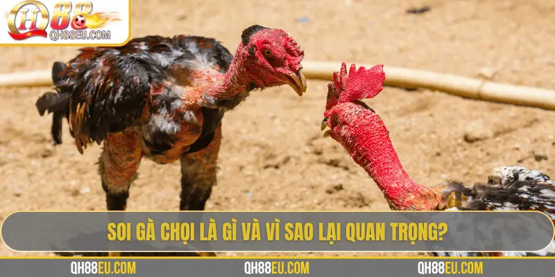 Hướng Dẫn Soi Gà Chọi – Nghệ Thuật Chọn Chiến Kê Giúp Thắng Lớn Tại QH88