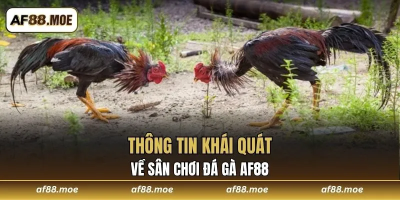 Đá Gà AF88 Sảnh Giải Trí Đỉnh Cao Dành Cho Mọi Thành Viên