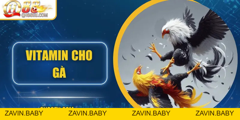QH88 EU Chia Sẻ Bí Quyết Bổ Sung Vitamin Cho Gà Giúp Chiến Kê Sung Mãn