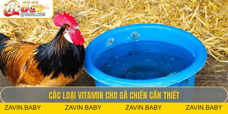 QH88 EU Chia Sẻ Bí Quyết Bổ Sung Vitamin Cho Gà Giúp Chiến Kê Sung Mãn