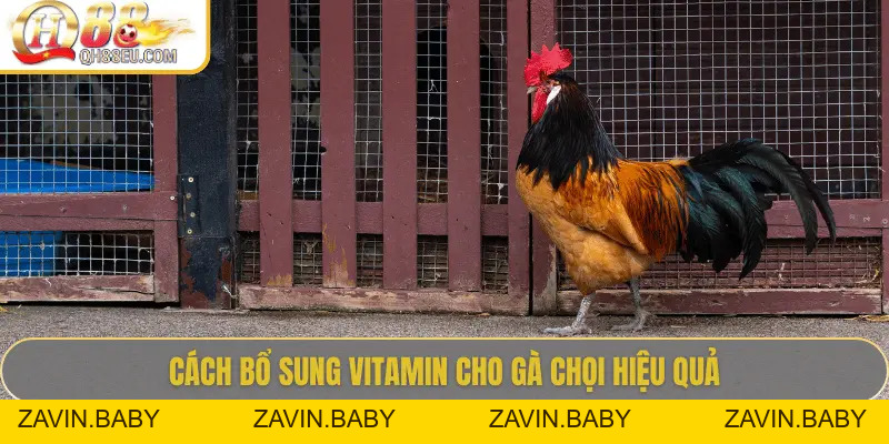 QH88 EU Chia Sẻ Bí Quyết Bổ Sung Vitamin Cho Gà Giúp Chiến Kê Sung Mãn