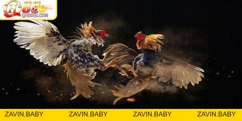 ODIN QH88 – Trải Nghiệm Đá Gà Chuẩn Châu Âu Đỉnh Cao