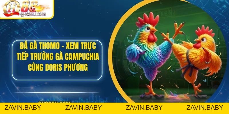 Đá Gà Thomo – Xem Trực Tiếp Trường Gà Campuchia Cùng Doris Phương