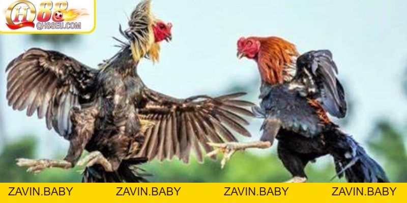 SV388 – Nền Tảng Đá Gà Uy Tín Số 1 Tại QH88