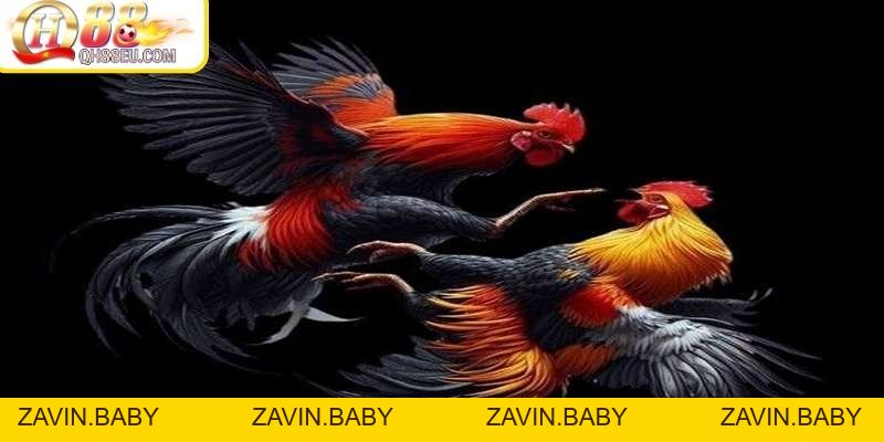 ODIN QH88 – Trải Nghiệm Đá Gà Chuẩn Châu Âu Đỉnh Cao